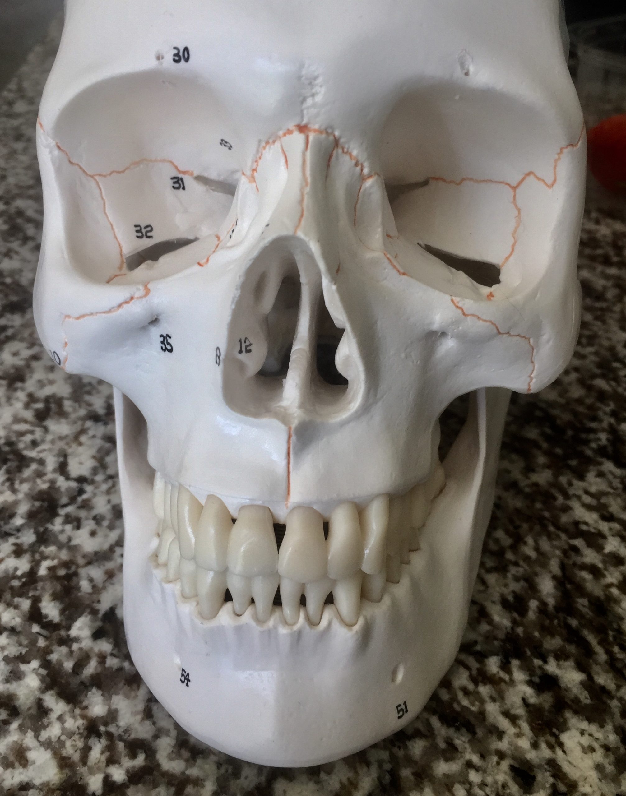 Stephen Vincent discusses his journey into dental technology, his plans to open a new laboratory, and his latest project involving reconstructing the dentition of a human skull.